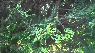 JVC Picsio GC-FM2 Camera Test
