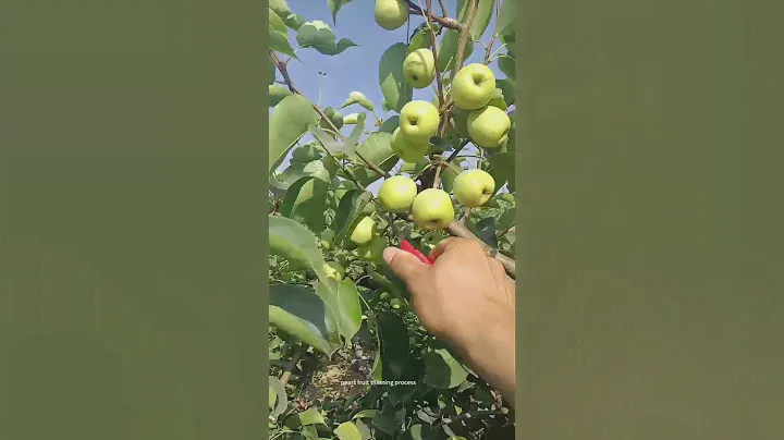 Pear Fruit Thinning Technique !